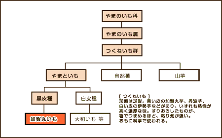 分類